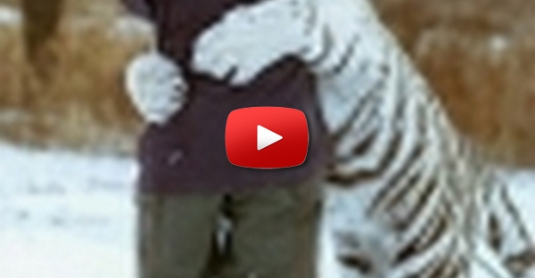 Tigre tipo gato
